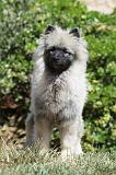 SPITZ LOUP 023